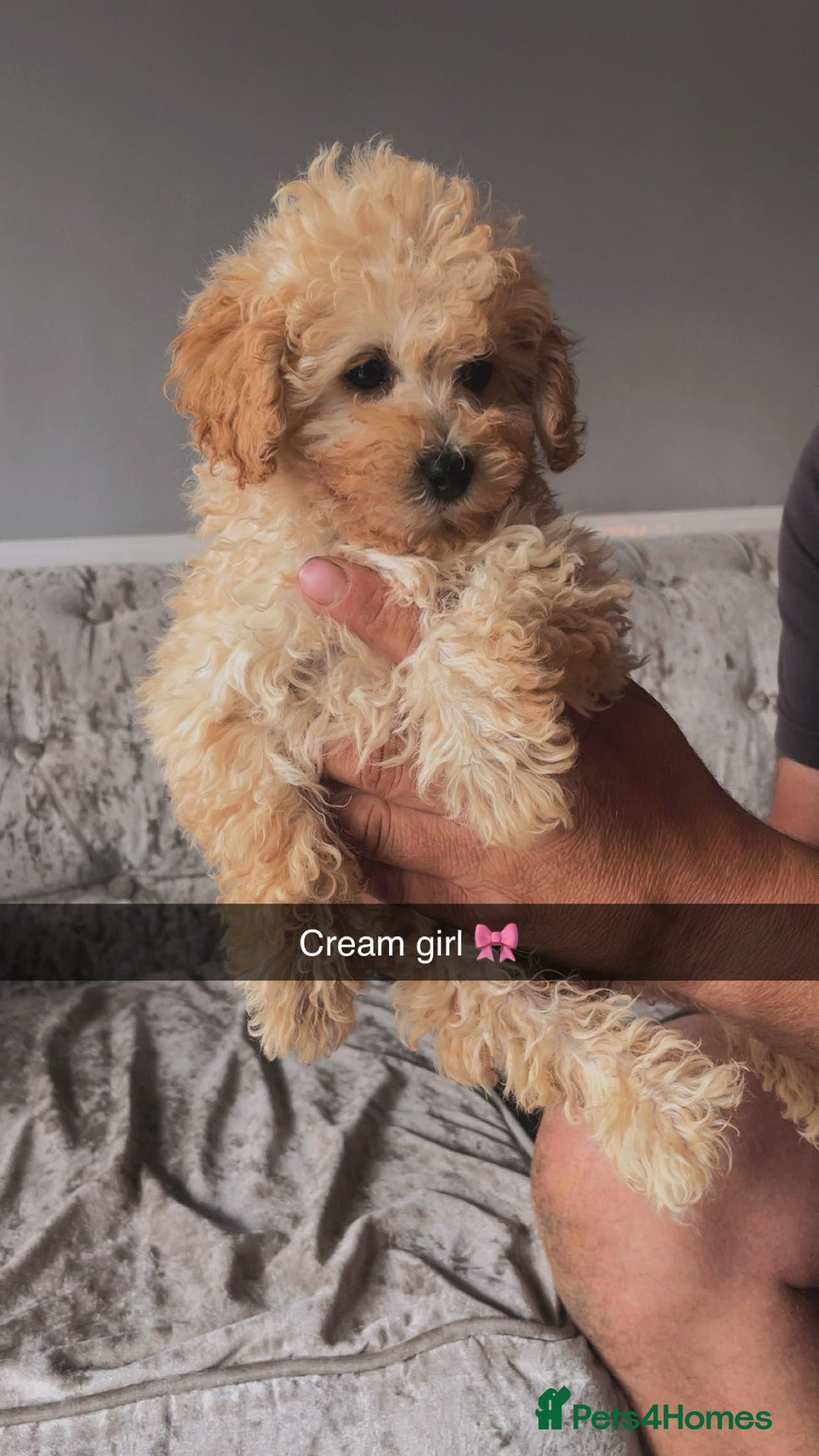 Maltipoo dogs for sale: Adorable Maltipoo puppies  - Image 7