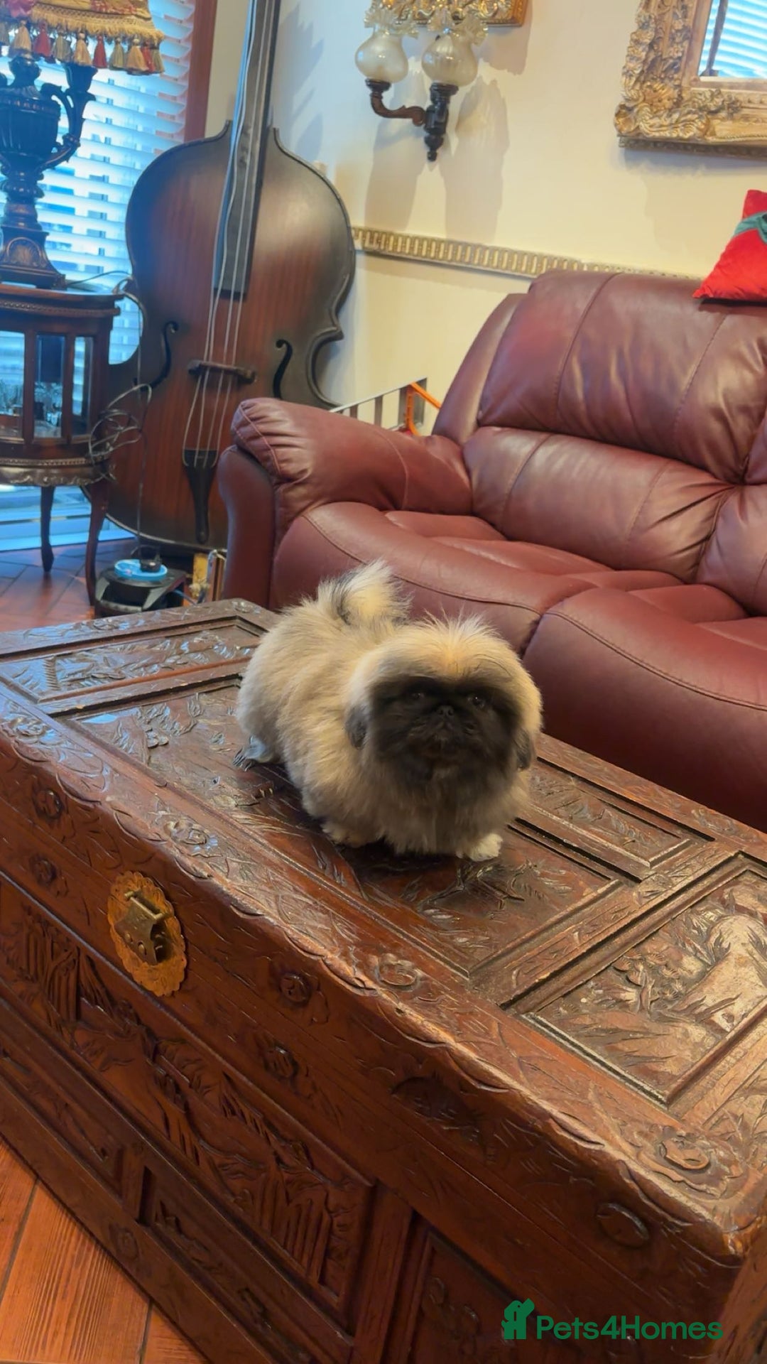 Pekingese dogs for sale: Stunning Pekingese puppies  - Advert 12