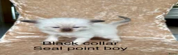 Ragdoll cats for sale: Beautiful ragdoll kittens  - Advert 4