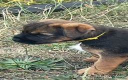 Border Terrier dogs for sale:  Border Terrier puppies  - Image 2