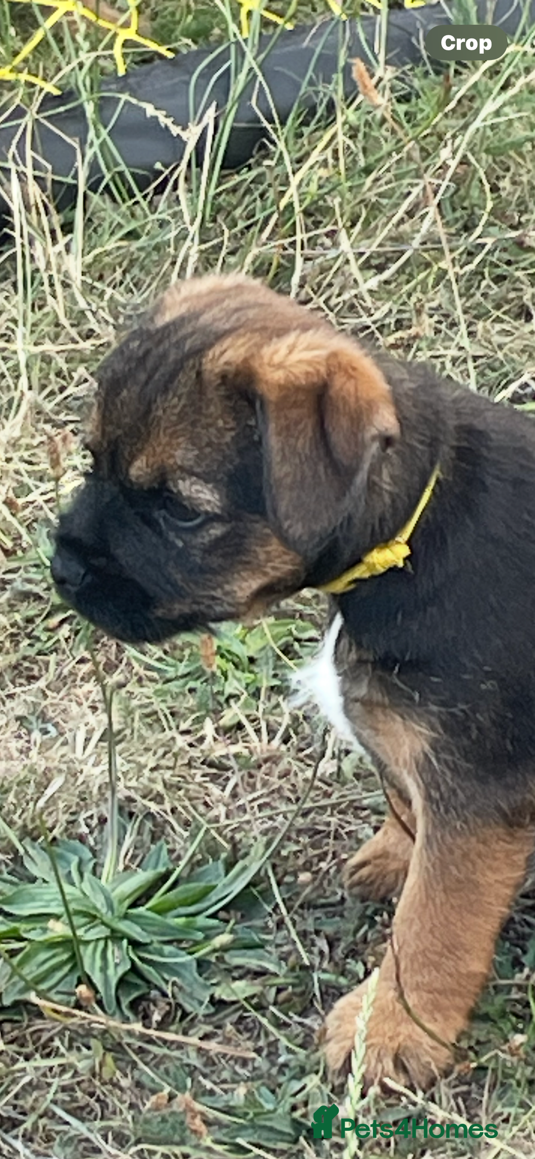 Border Terrier dogs for sale:  Border Terrier puppies  - Image 2
