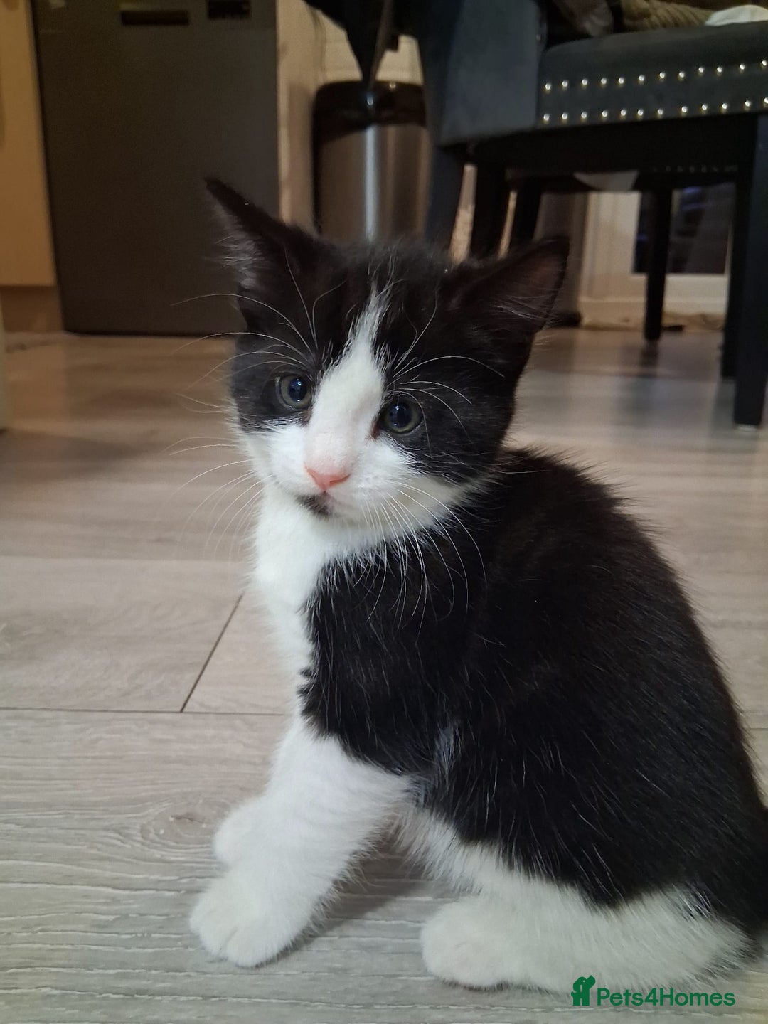 Mixed Breed cats for sale: Black and white 3 kittens for sale. 2 boys 1 girl. - Advert 8
