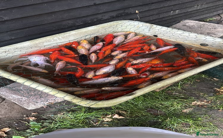 Goldfish fish - Advert 2