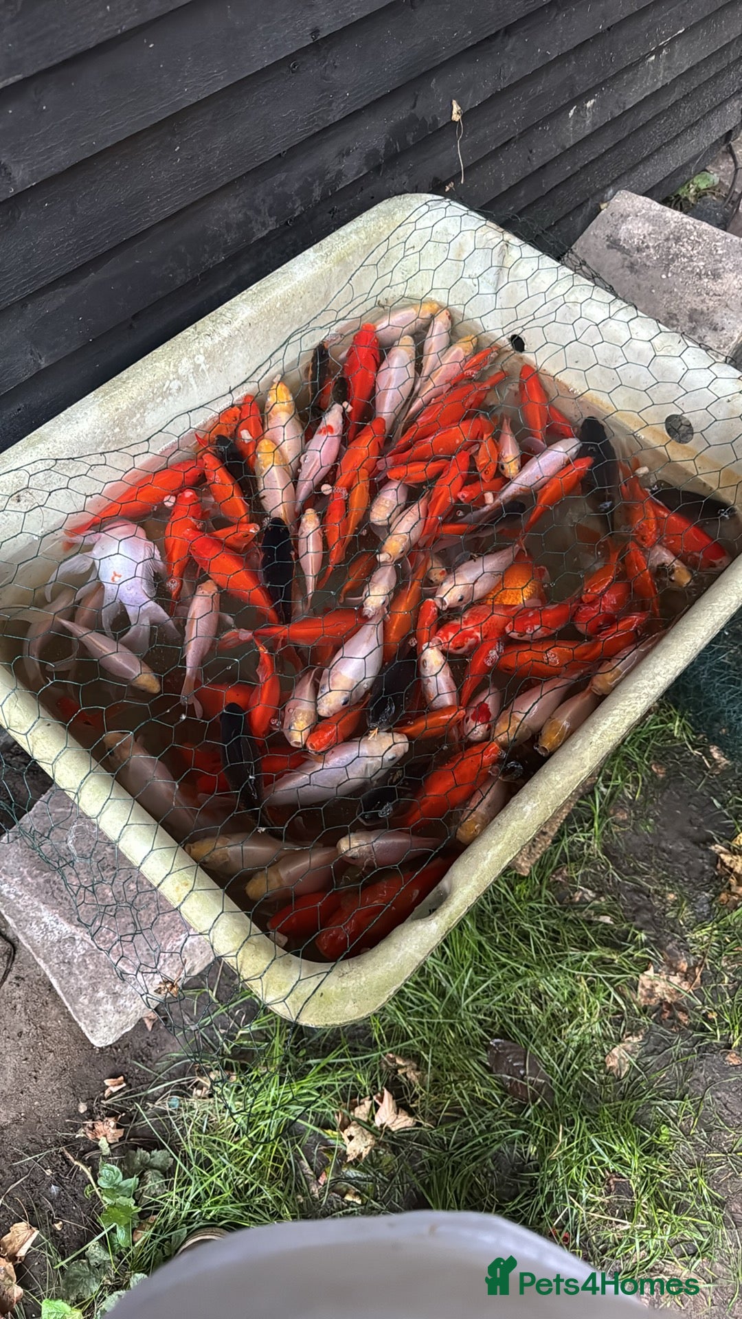 Goldfish fish for sale: Stunning goldfish  - Image 1
