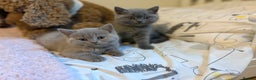 British Shorthair cats for sale: GCCF Registered British Shorthair Kittens - Advert 16
