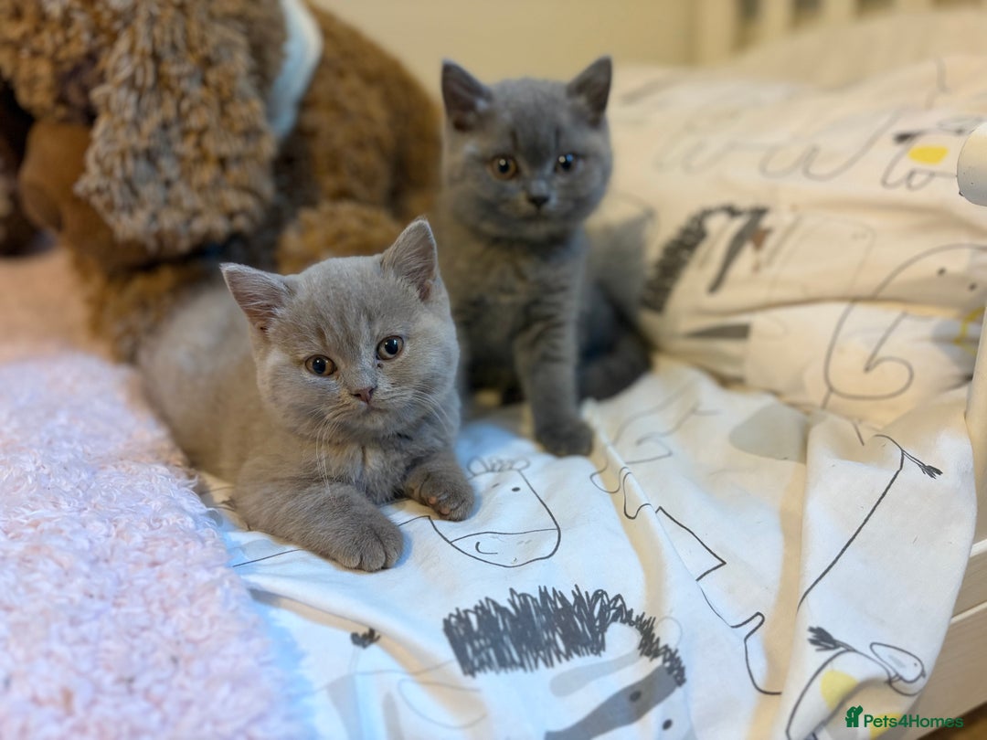 British Shorthair cats for sale: GCCF Registered British Shorthair Kittens - Advert 16