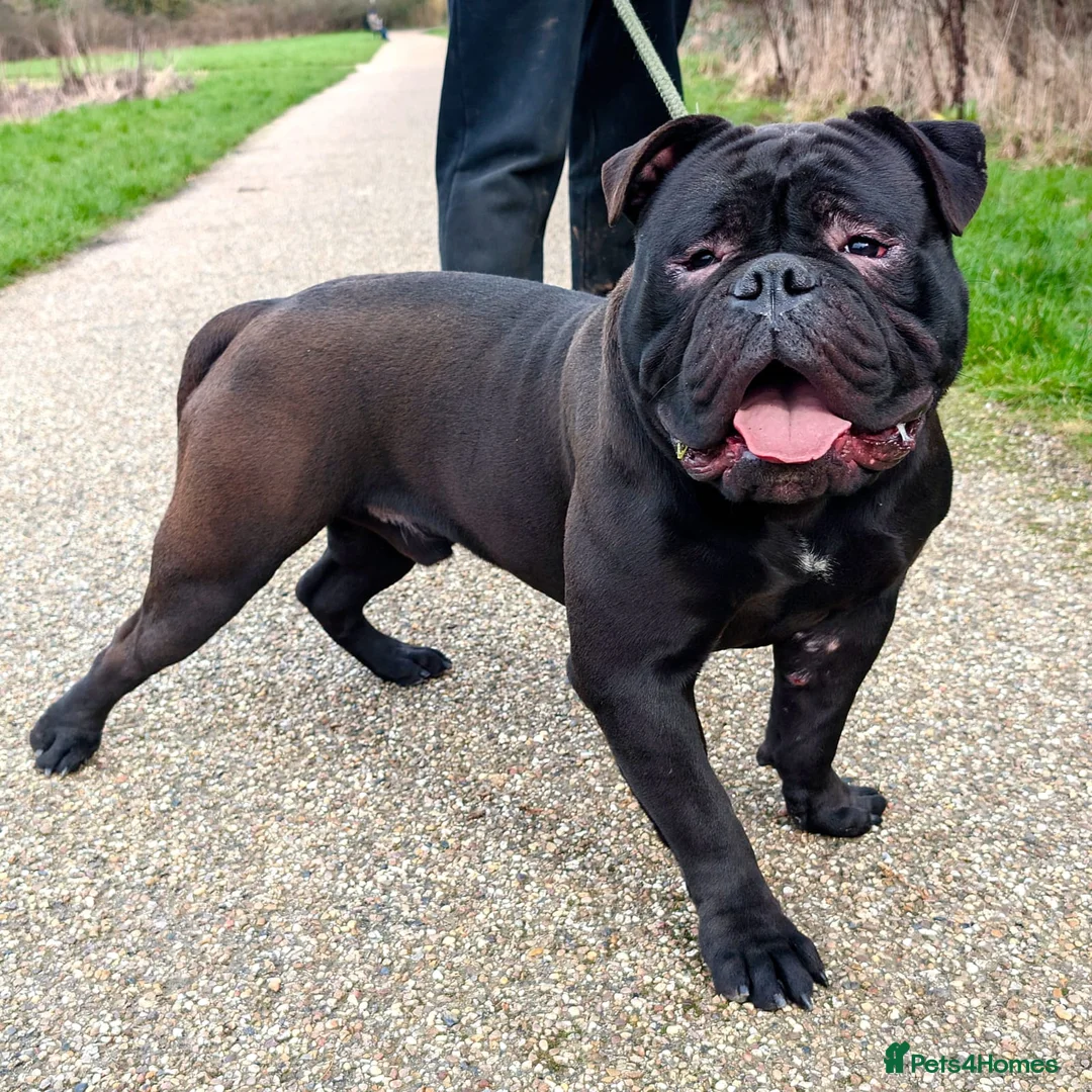 Olde English Bulldogge dogs for sale: Male Olde English bulldogge/old English bulldog - Advert 2