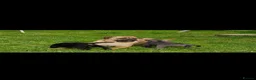 Cane Corso dogs for sale: Stunning cane corso pups - Advert 16