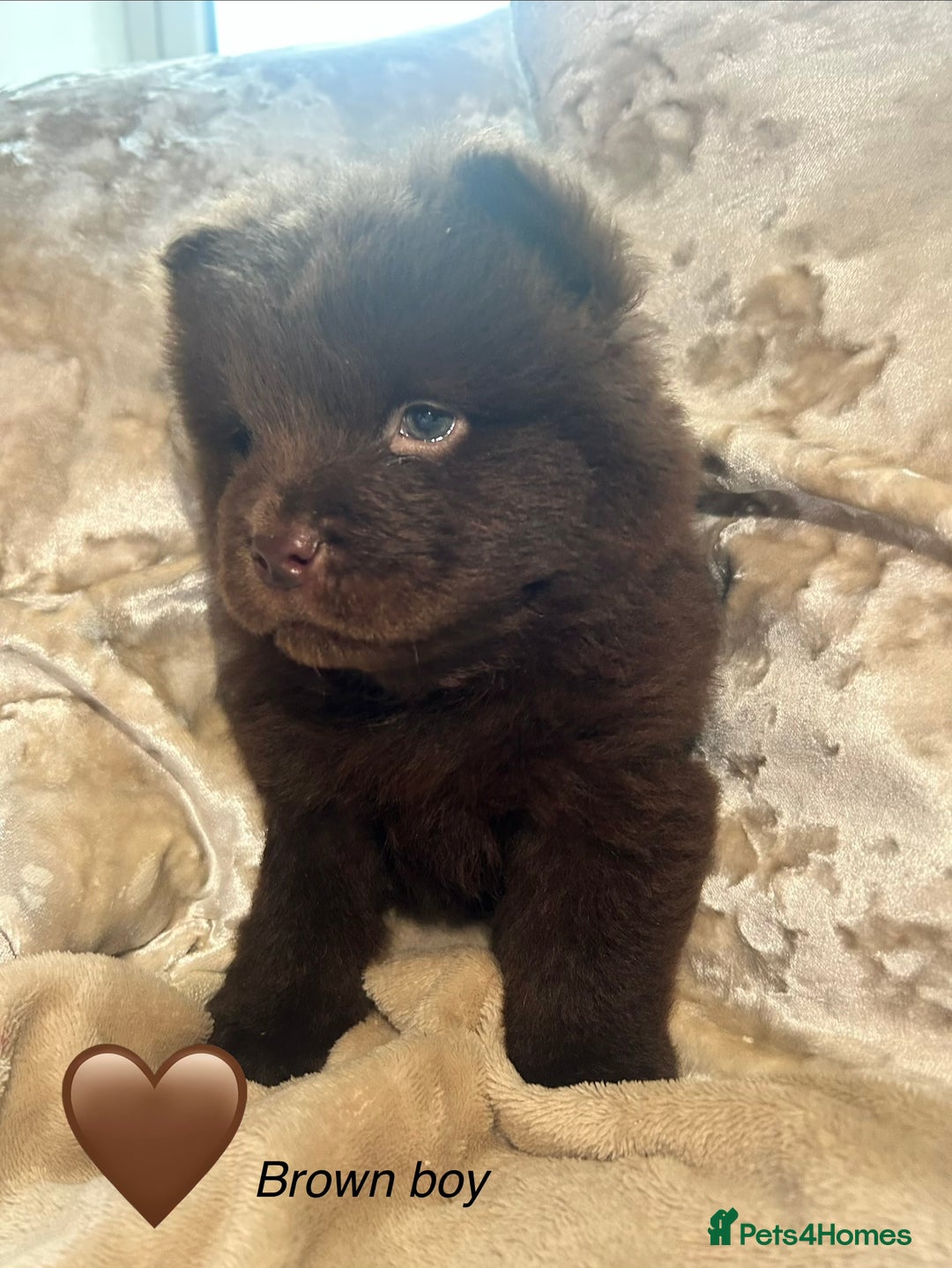 Chow Chow dogs for sale: Beautiful chow chow puppies 🥰 - Advert 1