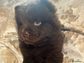 Chow Chow dogs Beautiful chow chow puppies 🥰 - Advert 1