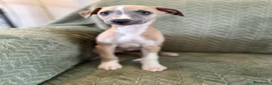 Whippet 2
