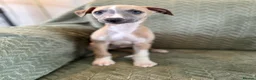 Whippet dogs for sale: 3 Lovely boys  - Advert 5