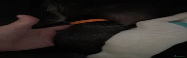 Mixed Breed 2