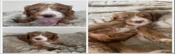 Labradoodle dogs for sale: READY NOW 1 Girl Remaining Labradoodles  - Advert 19