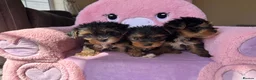 Yorkshire Terrier dogs for sale: Toy Yorkshire terrier puppies  - Advert 5