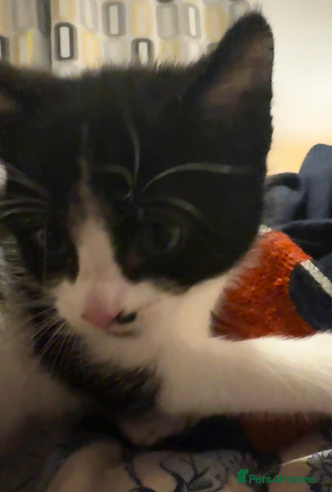 Domestic Shorthair cats for sale: 3 gorgeous Black and White boys - Image 7