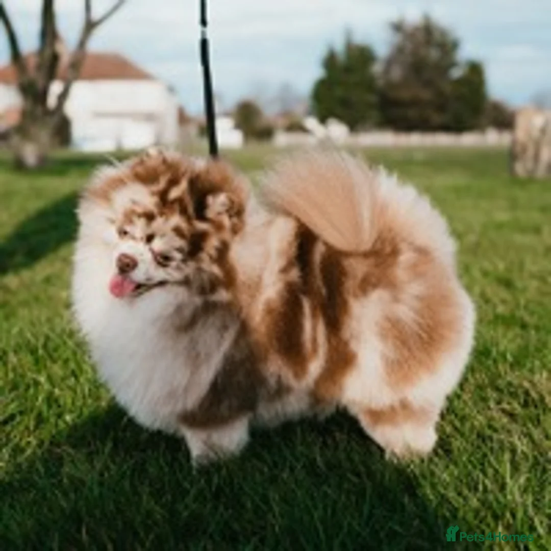 Pomeranian dogs for stud: Chocolate Merle Stud Health Tested in Dartford - Advert 7