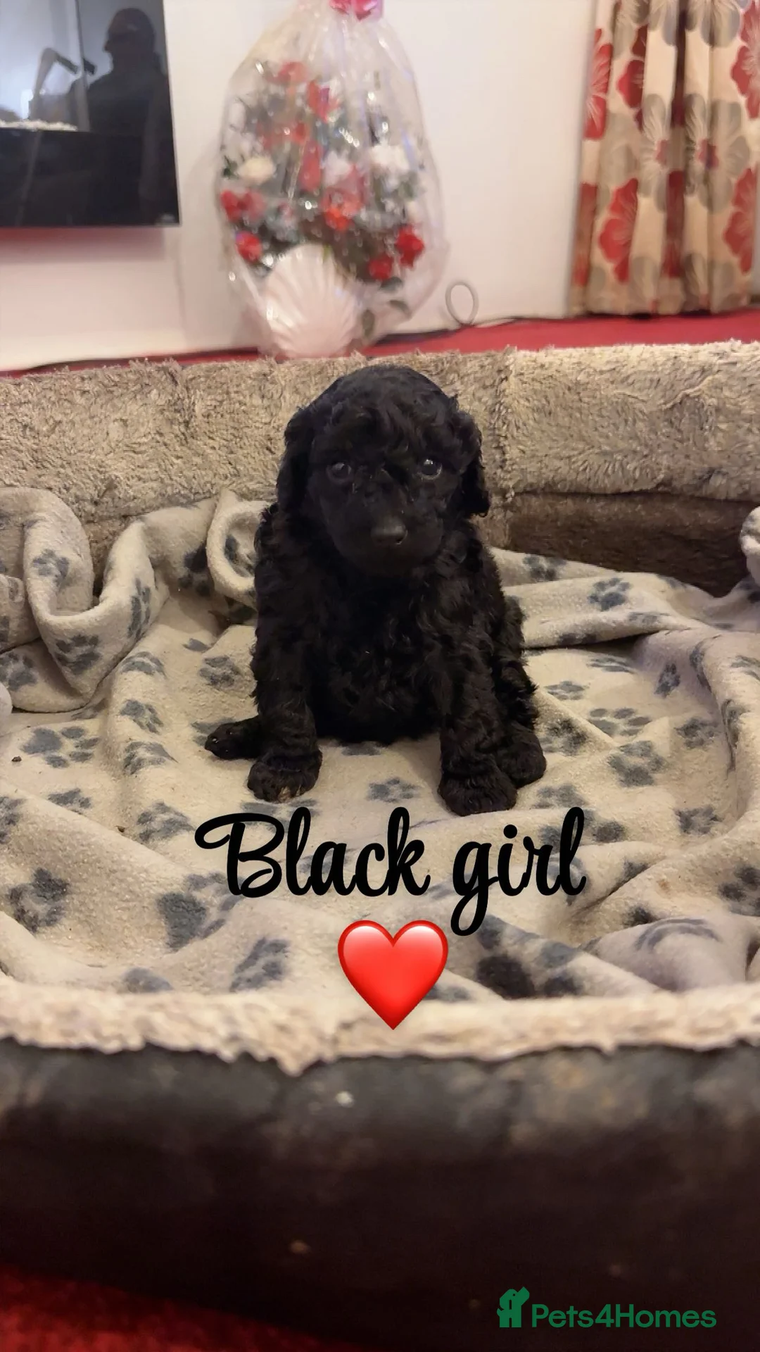 Toy Poodle dogs for sale: Stunning show type toy poodles  in Washington - Advert 4