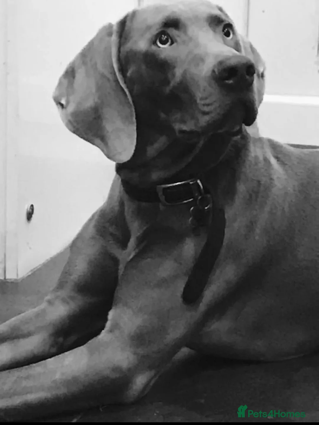 Weimaraner dogs for stud: Proven Weimaraner stud, 100% success rate in Tamworth - Advert 3