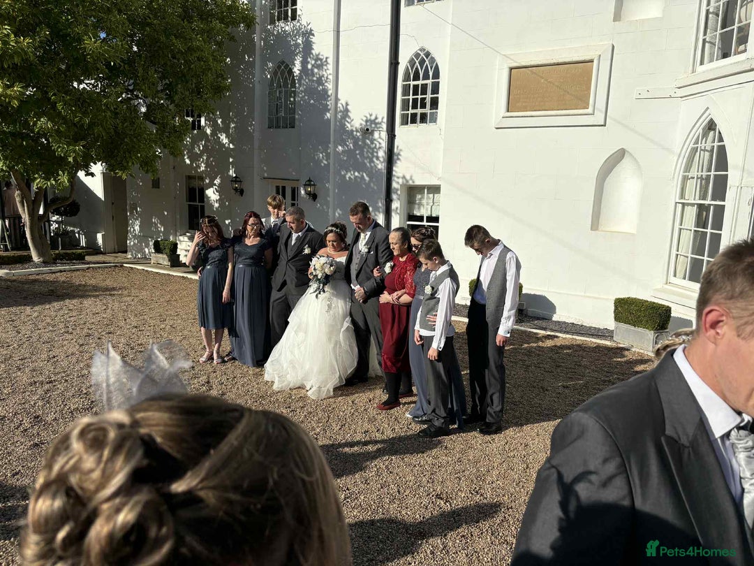 Mixed Breed dogs for sale: Chunky boys - Advert 12