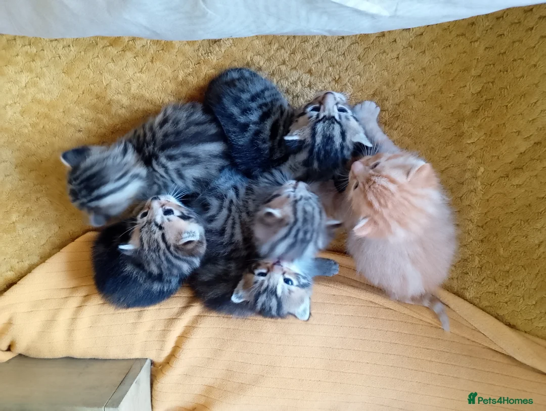 Mixed Breed cats for sale: Cat short hair british in Peterborough - Advert 2