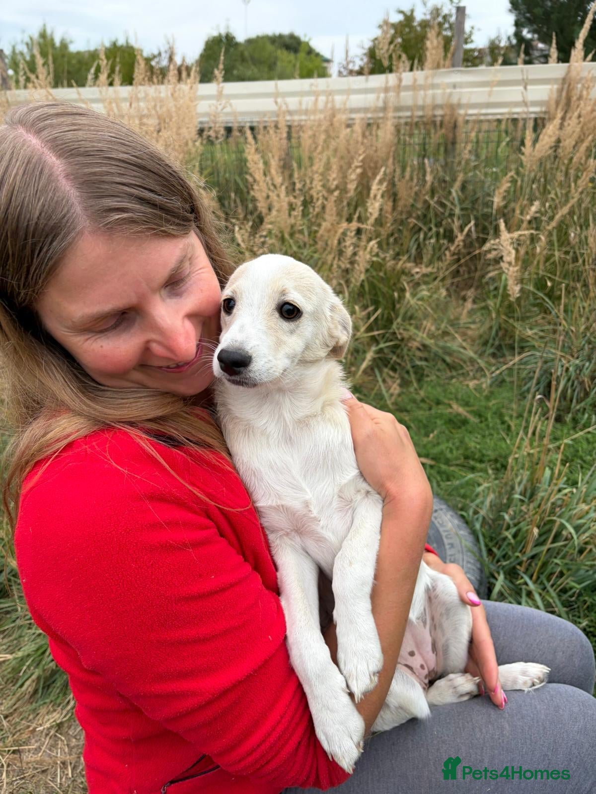 Mixed Breed dogs ❤️ SUMMER❤️ – YOUR CHANCE TO HAVE SUMMER FOREVER - Advert 1