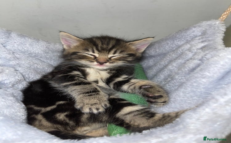 Mixed Breed cats - Advert 17