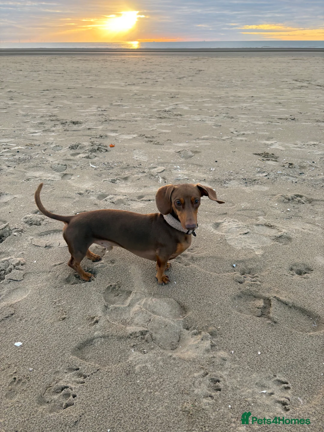 Miniature Dachshund dogs for stud: Miniature dachshund Stud. - Advert 3