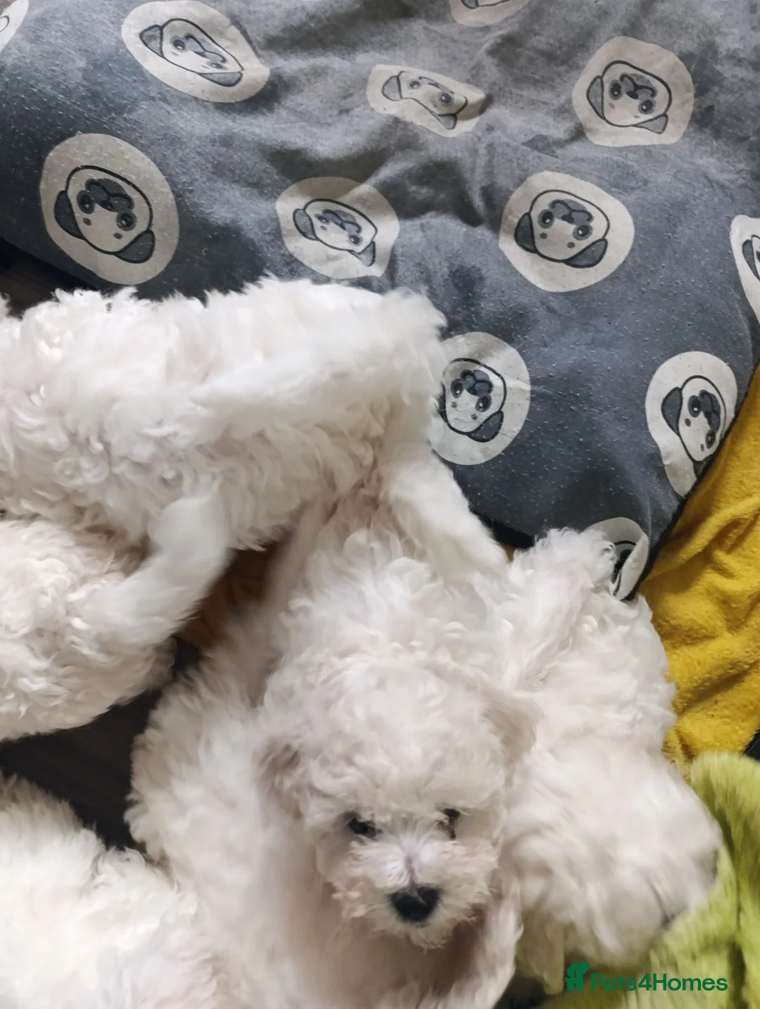 Bichon Frise dogs for sale: Bishon frise - Advert 2