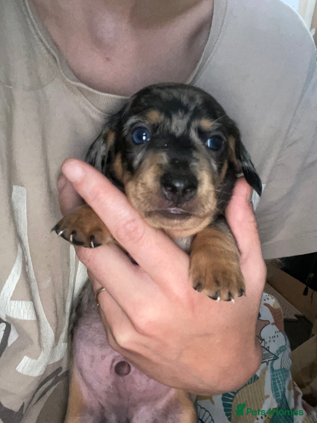 Dachshund dogs for sale: Beautiful Merle Dachshund Puppies - Image 7
