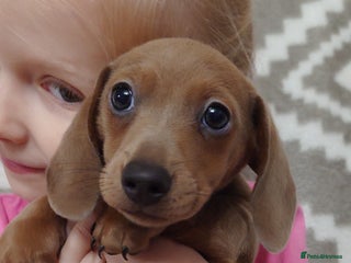 Miniature Dachshund dogs Beautiful girl, miniature dachshund - Advert 8