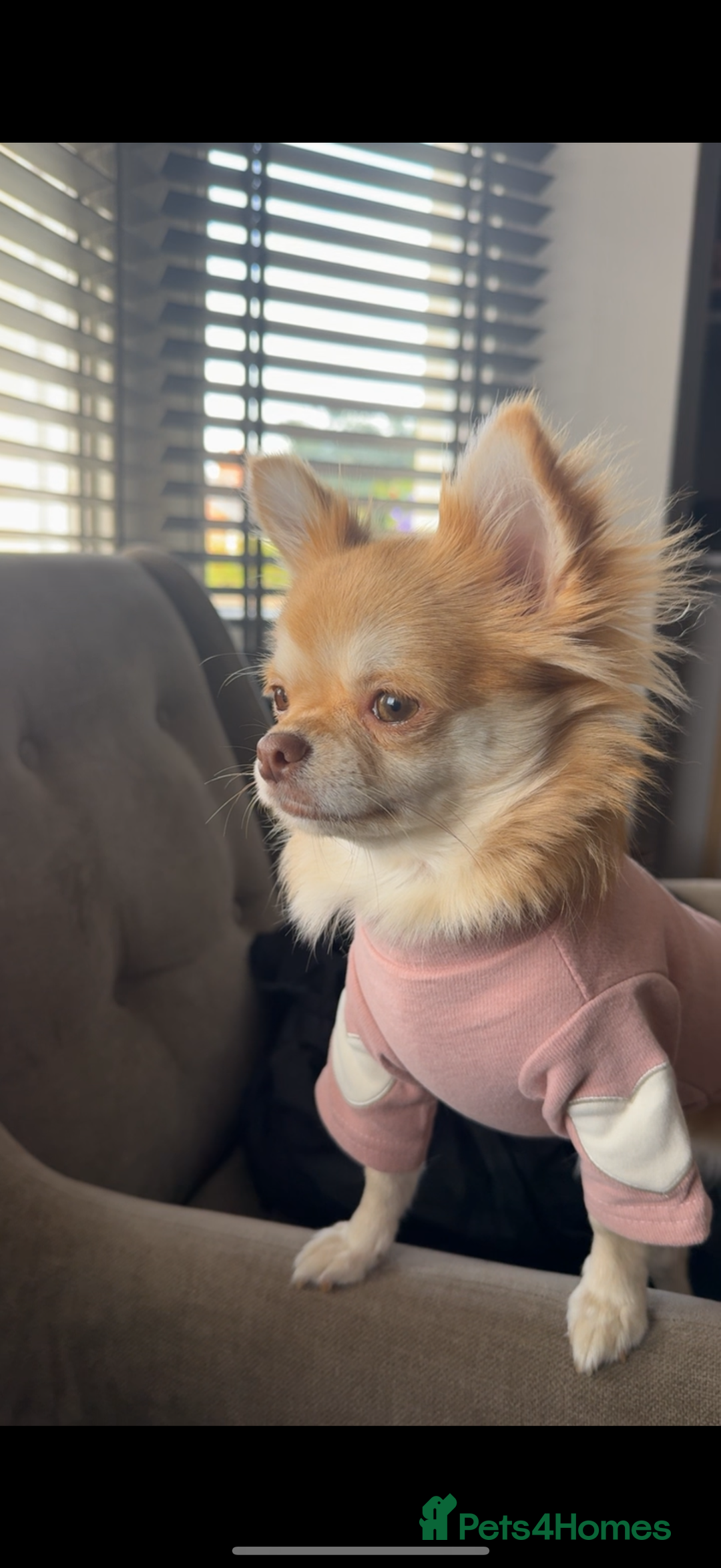 Chihuahua dogs for sale: Beautiful Cream & chocolate tan Chihuahuas! - Advert 14