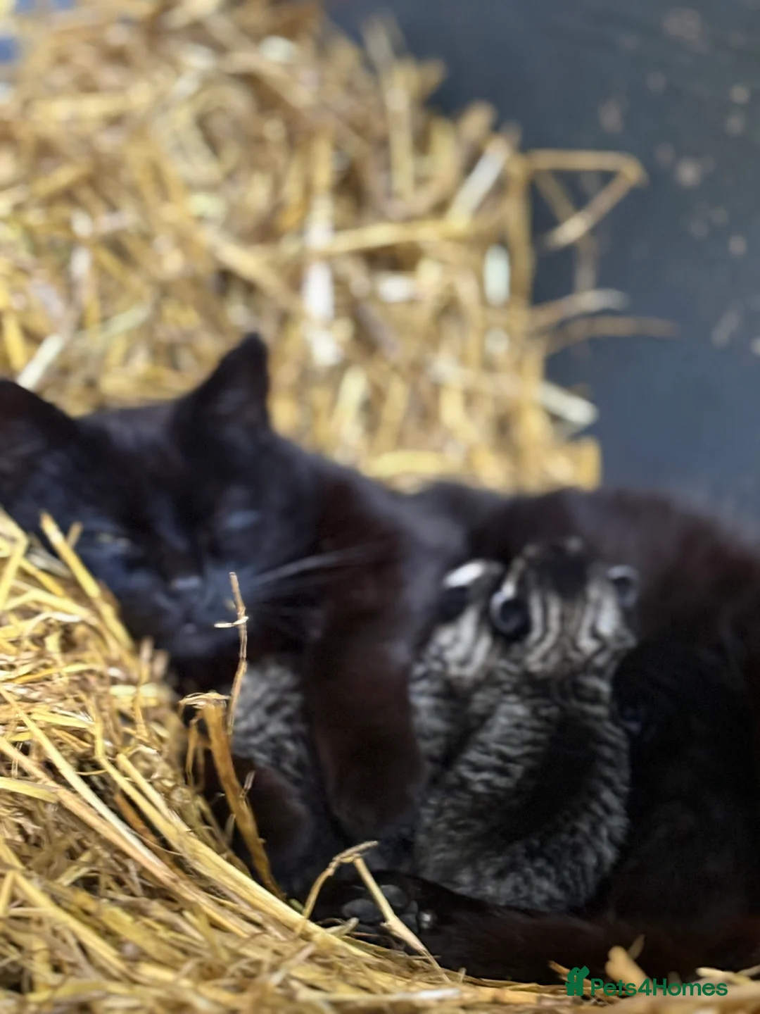 Mixed Breed cats for sale: 3 Tabby Kittens  in Colwyn Bay - Advert 2