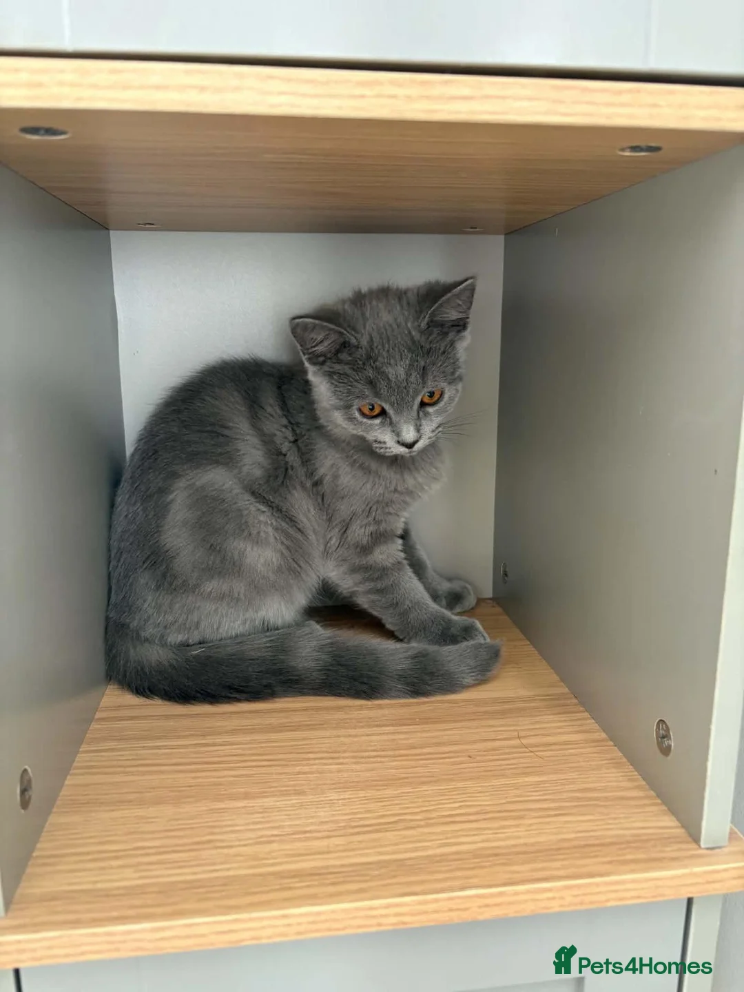 British Shorthair cats for sale: Gorgeous British Shorthair female kitten - Advert 2