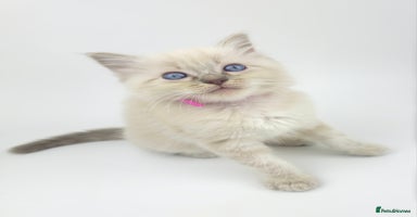 Ragdoll cats - Advert 13