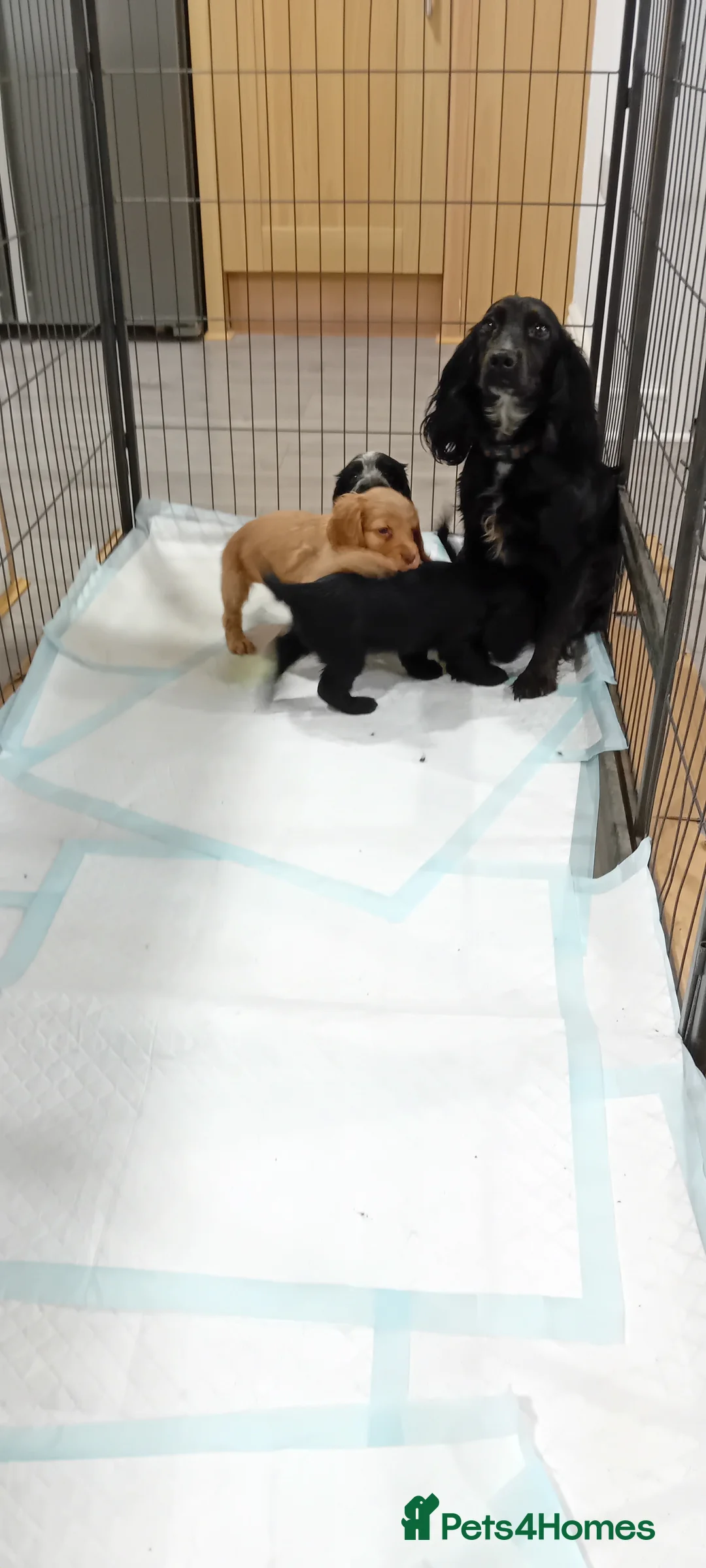 Cocker Spaniel dogs for sale: QUALITY COCKER SPANIAL PUPPIES - VARIOUS COLOURS - Advert 5