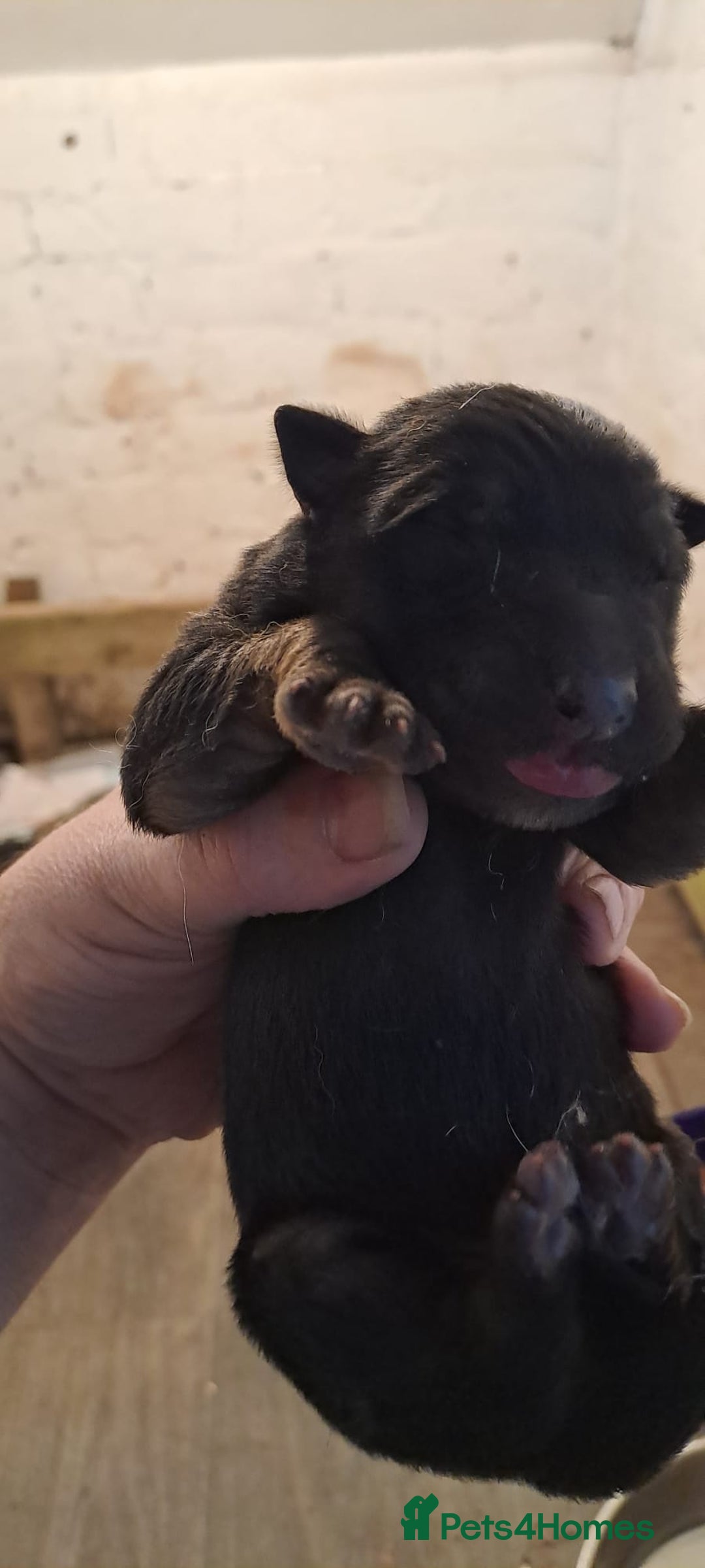 German Shepherd dogs for sale: Stunning German shepherd puppies - Advert 5