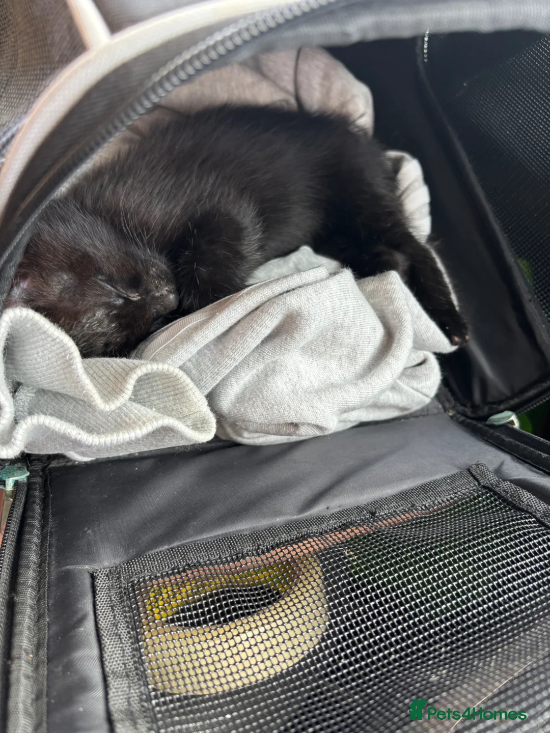 Mixed Breed cats for sale: Little kitten needs forever home.  in Edgware - Advert 2