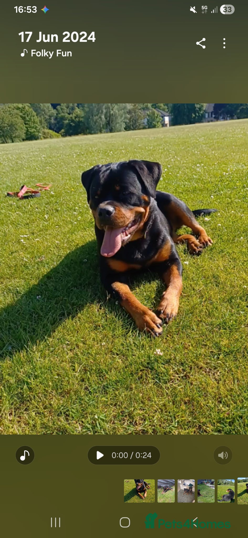 Rottweiler dogs KC registered Rottweiler puppies for sale  - Advert 3