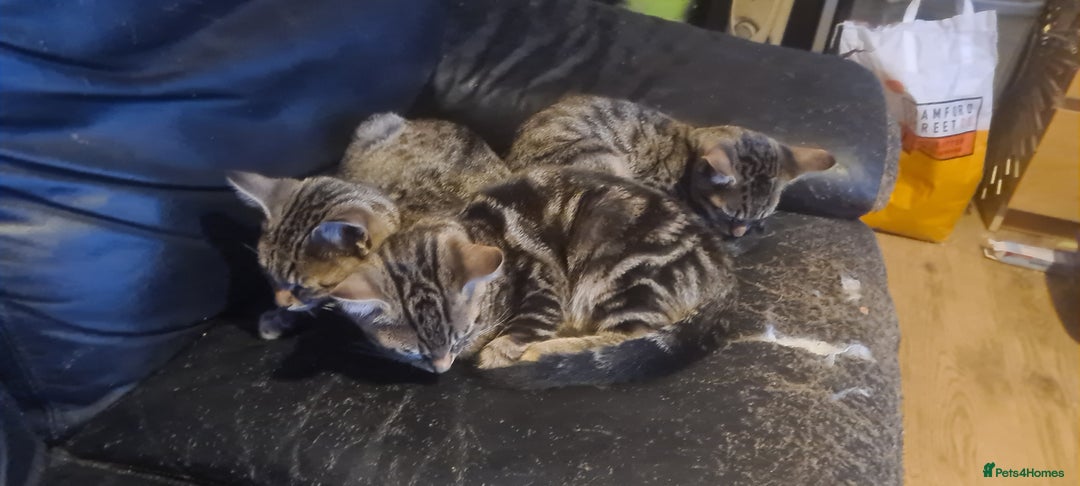 Bengal cats for sale: Mixed bengal kittens   - Image 9