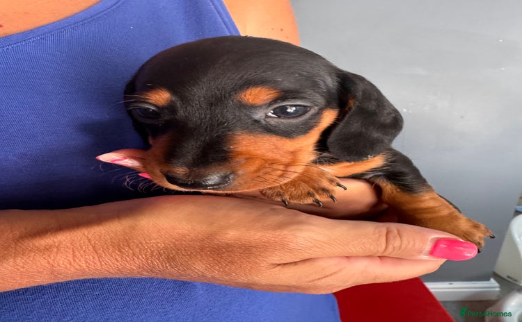 Miniature Dachshund dogs - Advert 3