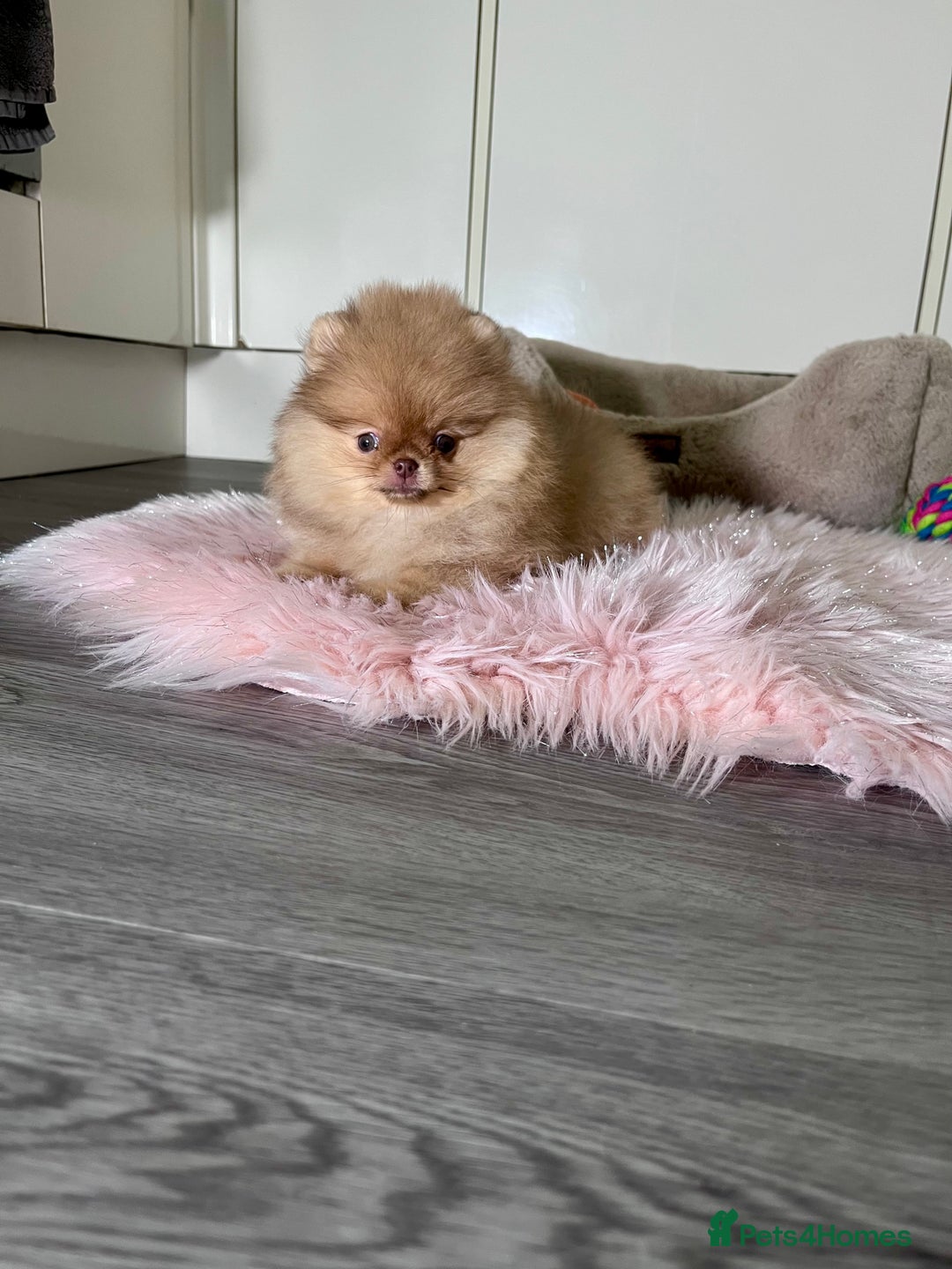 Pomeranian dogs for sale: 🐻Green eyed👁️Top Quality🔥 - Advert 11