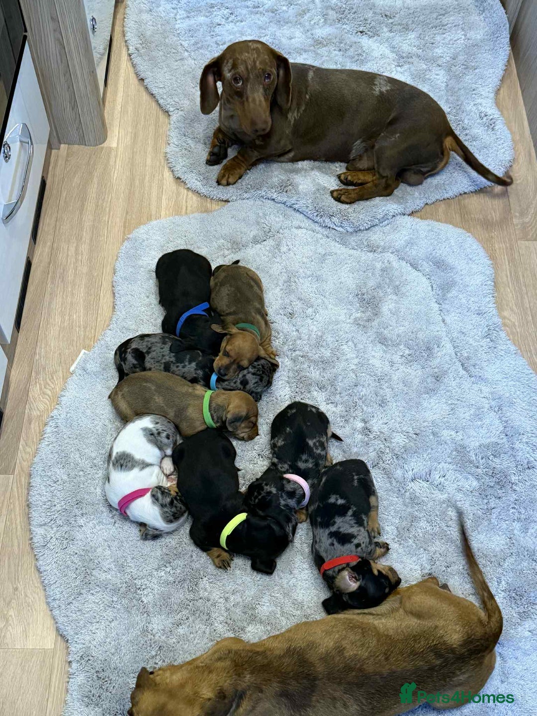 Dachshund dogs for sale: Adorable dachshund puppies ready for loving homes - Image 8