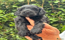 Cockapoo dogs for sale: DNA clear / Licensed Breeder for peace of mind  - Image 13