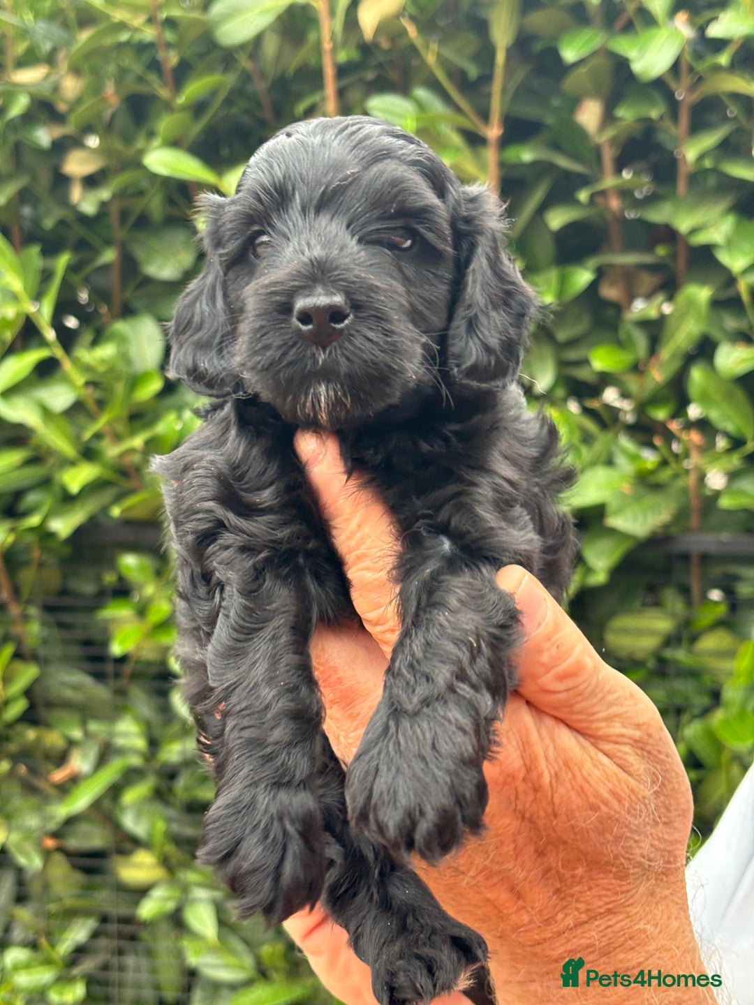 Cockapoo dogs for sale: DNA clear / Licensed Breeder for peace of mind  - Image 13