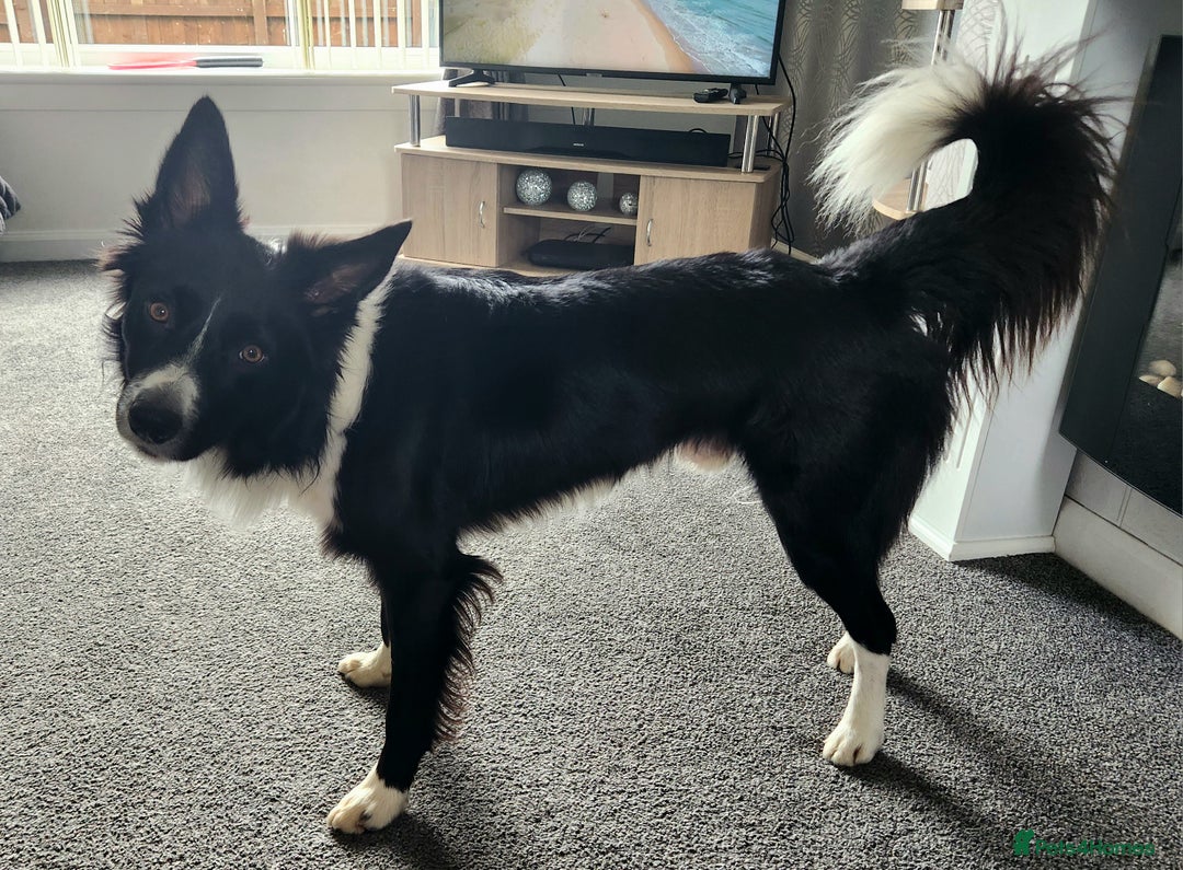 Border Collie dogs for sale: Male Border Collie - Image 6