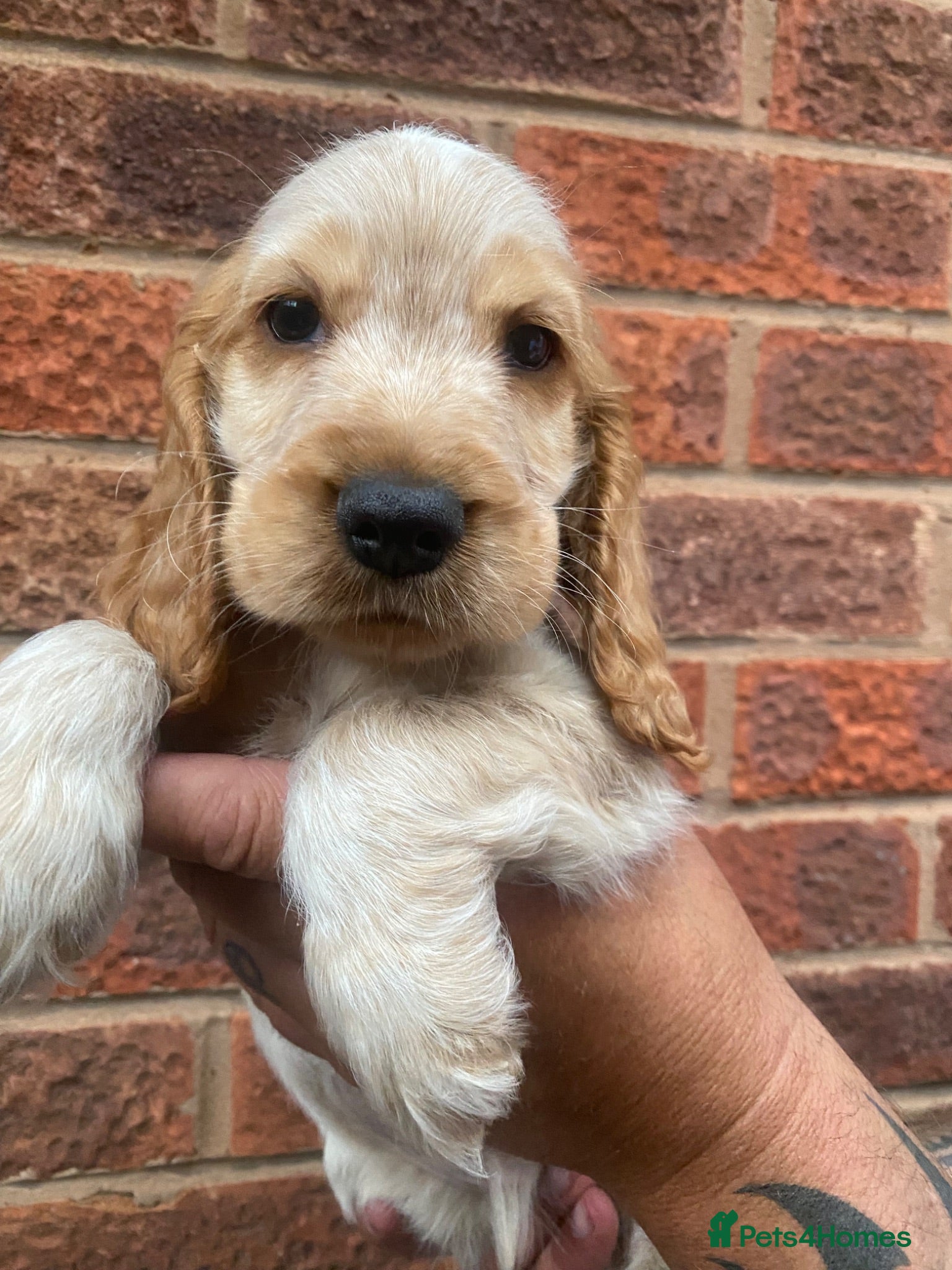 Cocker Spaniel dogs Show cocker spaniels  - Advert 17