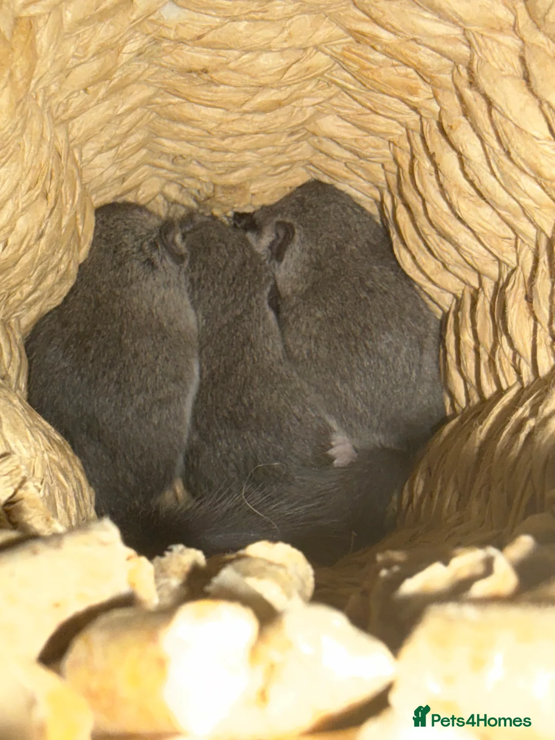 Mouse rodents for sale: X4 African Pygmy Dormice (Micro Squirrels)  - Advert 4