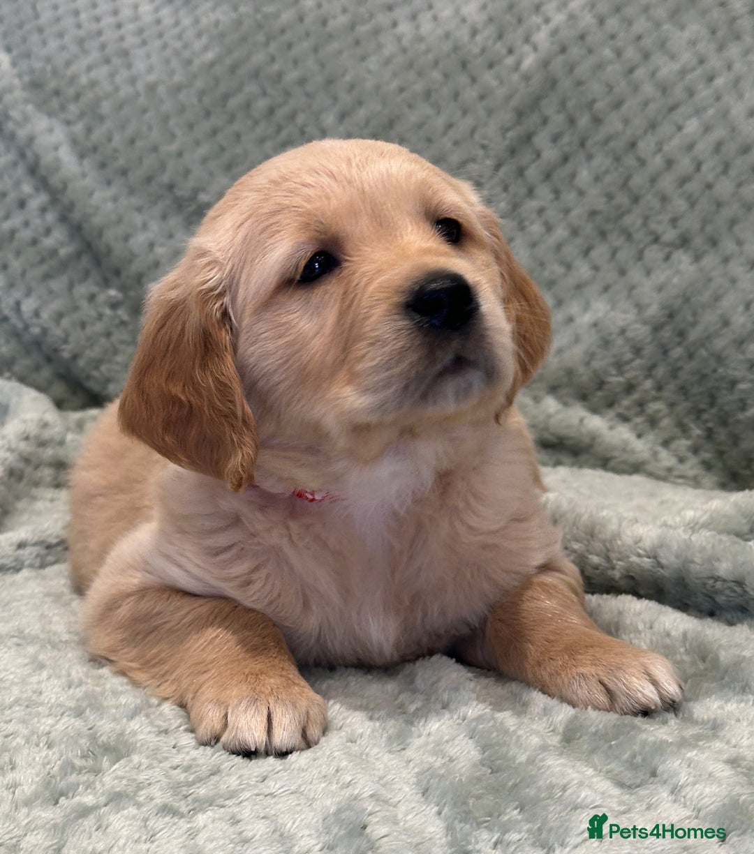 Golden Retriever dogs for sale: Quality litter of KC reg Golden Retriever Puppies  - Advert 14