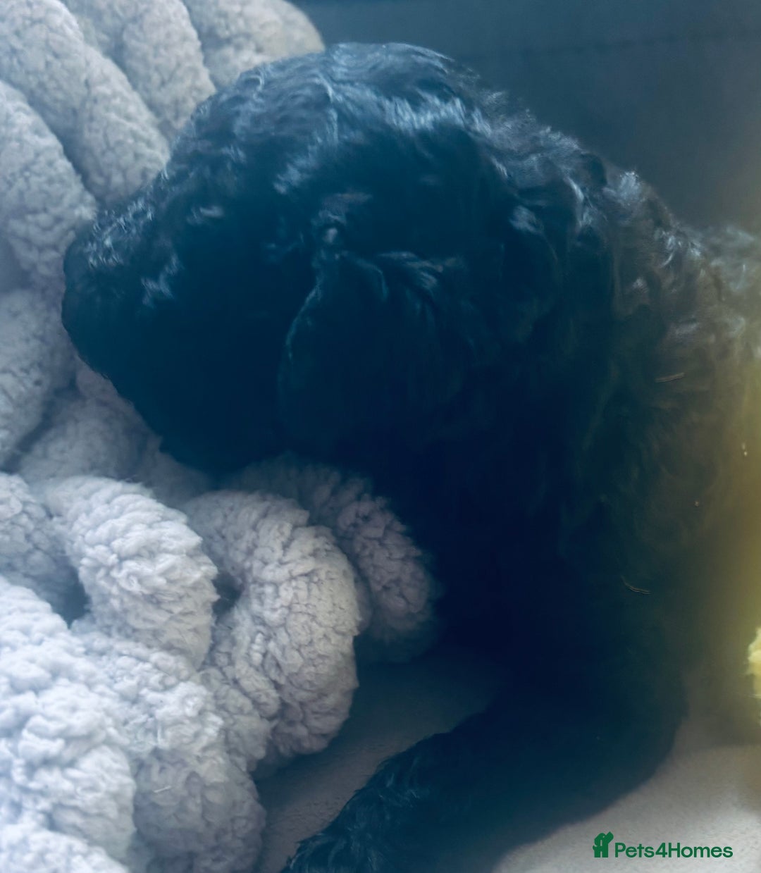 Standard Poodle dogs for sale: Standard poodle puppies - Image 5